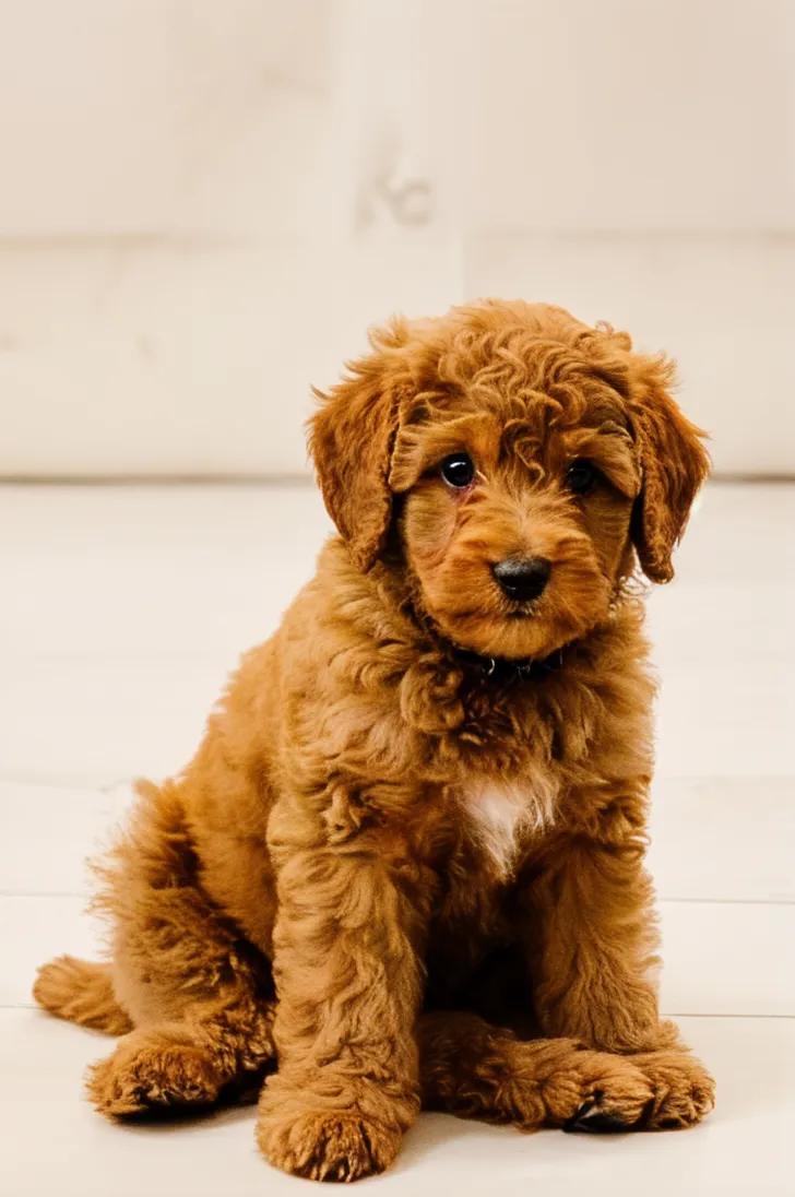 Super cute Labradoodle puppy sitting on a white floor, an adorable pet companion for families