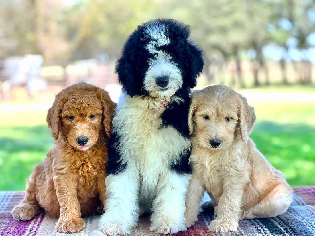 Three adorable puppies, showcasing the joy of non-shedding breeds, representing the benefits of non-shedding dogs in creating a cleaner and hypoallergenic home environment.