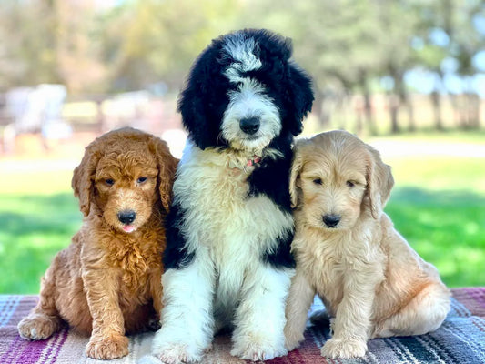 Three adorable puppies, showcasing the joy of non-shedding breeds, representing the benefits of non-shedding dogs in creating a cleaner and hypoallergenic home environment.