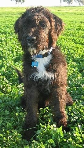 Brown Boxerdoodle puppy sitting in a green field, an adorable hypoallergenic dog companion