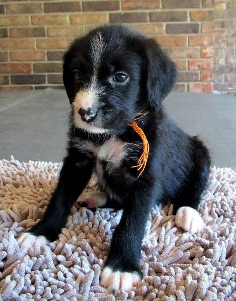 Adorable black and white Boxerdoodle puppy sitting on a plush rug, embodying charm and cuteness. Perfect for anyone interested in buying a Boxerdoodle puppy.