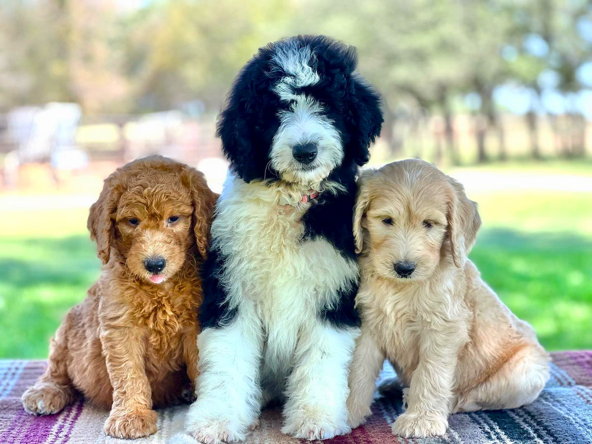 multiple cute non shedding puppies on a blanket