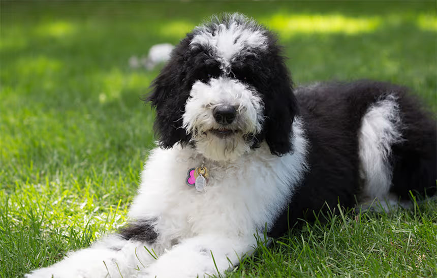 Black and white Sheepadoodle puppy, one of the cutest puppies to get for families