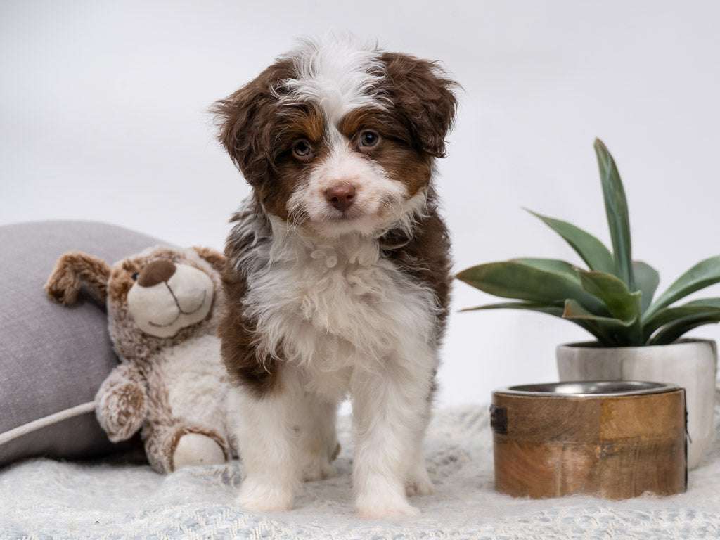 2nd Gen Aussiedoodle puppy in St. Kitts and Nevis, one of our hypoallergenic dogs