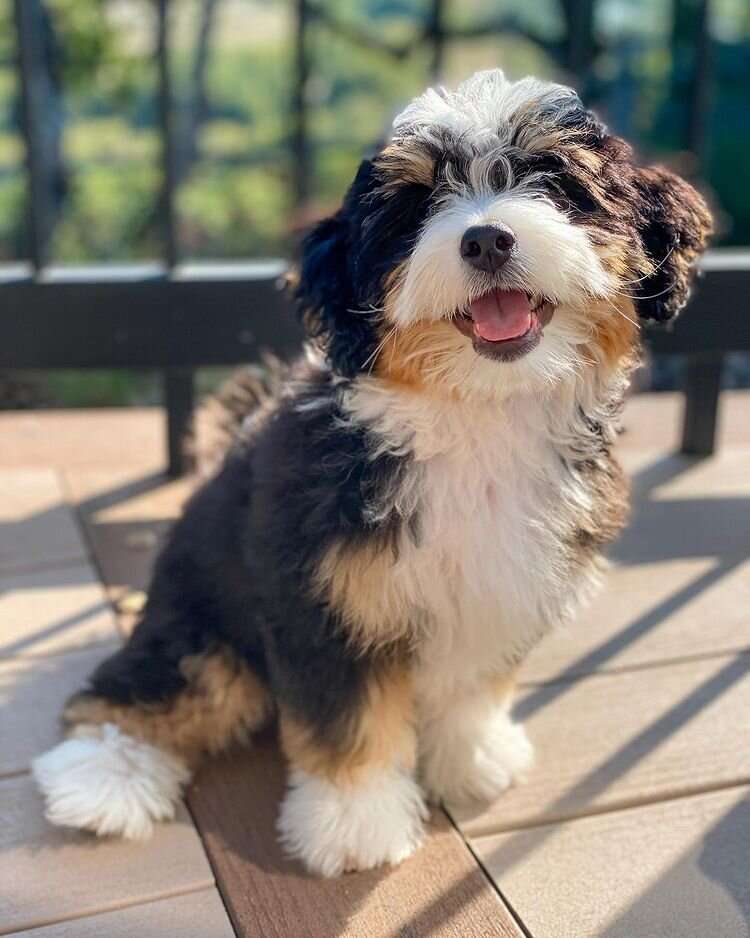 Adorable Bernedoodle puppy, an intelligent family dog with an affectionate nature