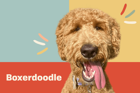 Cheerful Boxerdoodle dog with a playful expression, showcasing its friendly personality. Ideal for families looking to buy a Boxerdoodle puppy for companionship.