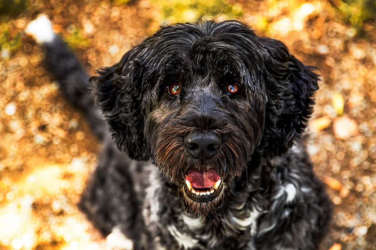 Charming Portuguese Water Dog, a hypoallergenic, friendly, and trainable family companion suitable for all ages, playing outdoors.