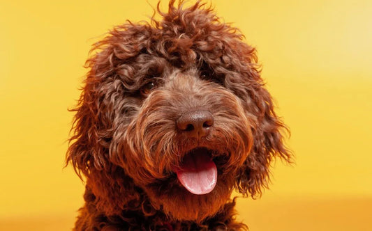 Super cute Labradoodle puppy with a fluffy brown coat, adorable puppies perfect as a pet companion for families