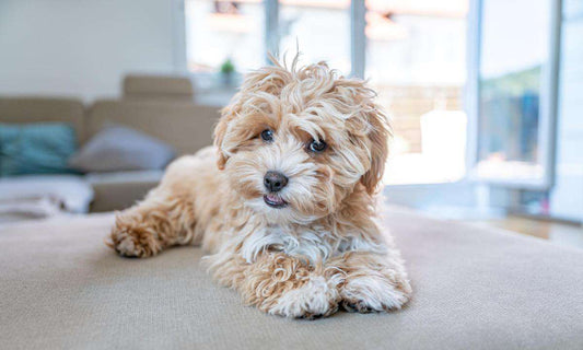 Adorable Maltipoo puppy lounging on a couch, one of our hypoallergenic dogs for sale