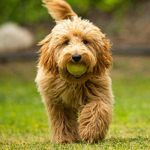 Super cute Goldendoodle puppy running with a tennis ball from a pet shop with puppies
