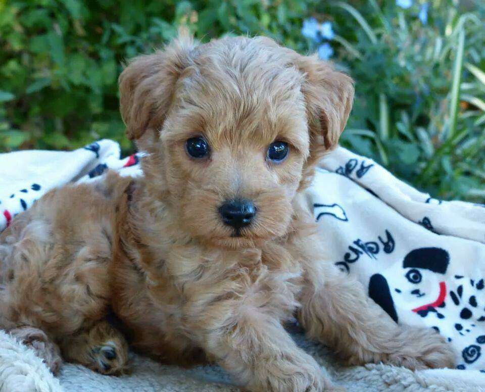 Super cute Schnoodle puppy with fluffy fur and big expressive eyes, an adorable pet companion for families