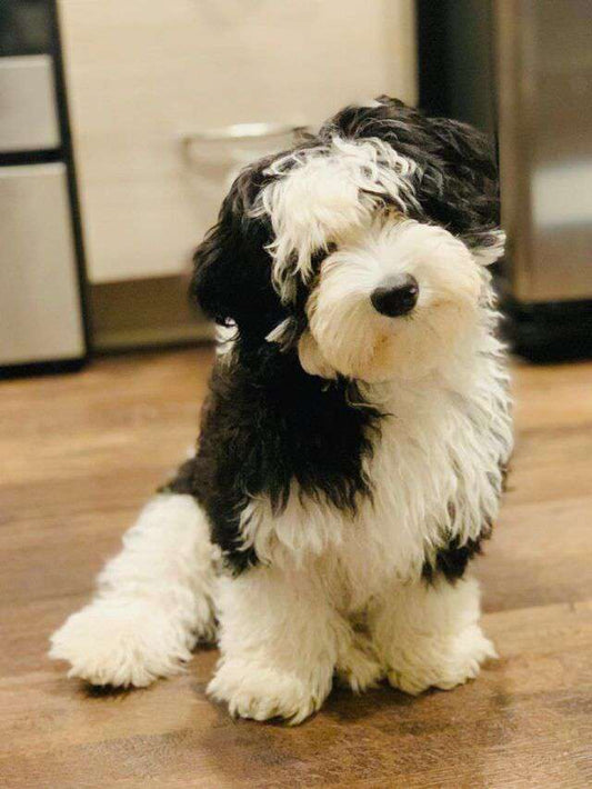 Adorable Sheepadoodle puppy with a hypoallergenic coat, a super cute pet companion perfect for families